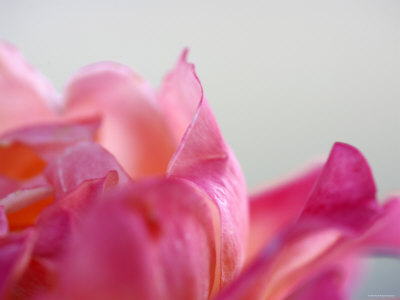 Petal Closeup IV