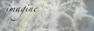 Imagine: Botanical Dream