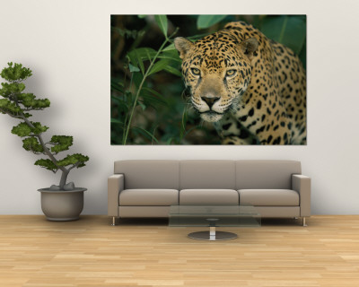 Buy A Jaguar Pauses in the Foliage at AllPosters.com