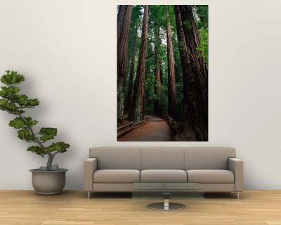 Path Through Redwoods of Cathedral Grove, Muir Woods National Monument, California, USA