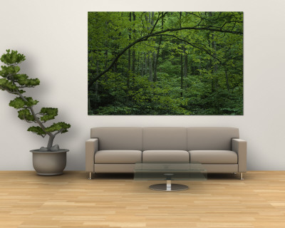 Buy A Lush Green Eastern Woodland View at AllPosters.com