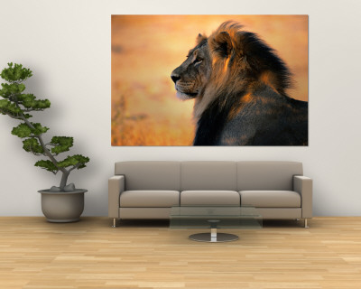 Adult Male African Lion