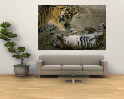 Buy Two Tigers Play Together at the National Zoo at AllPosters.com