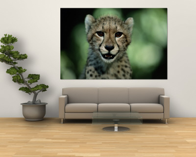 Buy Portrait of a Juvenile African Cheetah at AllPosters.com