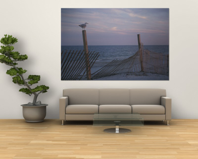 Buy A Seagull Pauses Momentarily on a Wooden Fence Used for Dune Control at AllPosters.com
