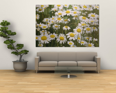 Buy View of a Field of Daisies at AllPosters.com