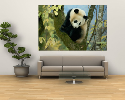 Buy Juvenile Giant Panda at AllPosters.com