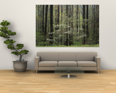 Flowering Dogwood Tree, Great Smoky Mountains National Park, Tennessee, USA