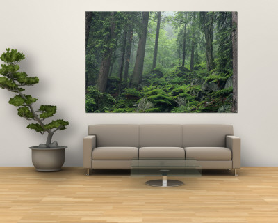 Moss-Covered Rocks Fill a Misty Wooded Hillside