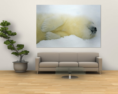 Close View of Sleeping Two-Day-Old Harp Seal Pup
