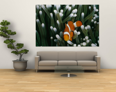 Buy A Close-View Image of a False Clown Anemonefish (Amphiprion Ocellaris) at AllPosters.com