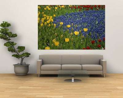 Buy A Garden of Colorful Tulips and Grape Hyacinths in New York City at AllPosters.com