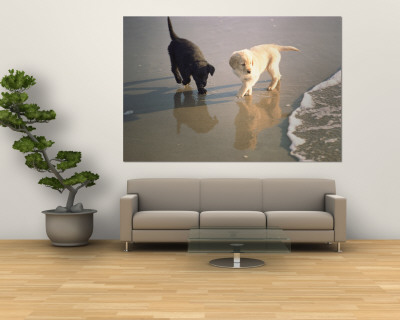 Buy Two Retriever Pups Walk in the Surf at a Beach at AllPosters.com