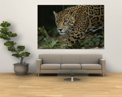 Buy A Close View of a Captive Jaguar, Panthera Onca at AllPosters.com
