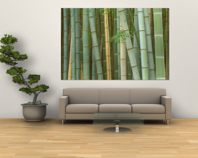 Bamboo Forest, Kyoto, Japan