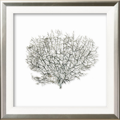 Sea Fan on Linen III