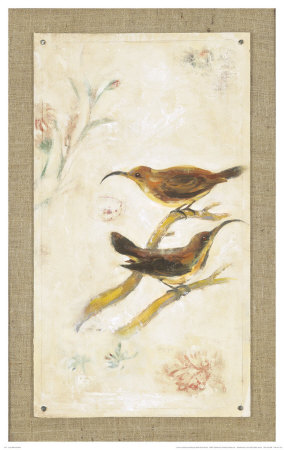 Long-Billed Sunbird