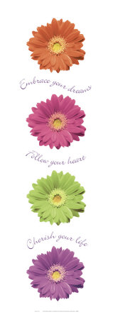 Gerbera Daisies