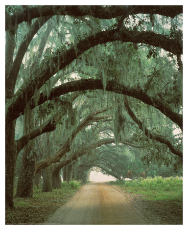 Buy Georgian Oaks at AllPosters.com
