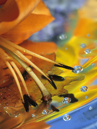 Abstract of Lily Stamens in Reflection