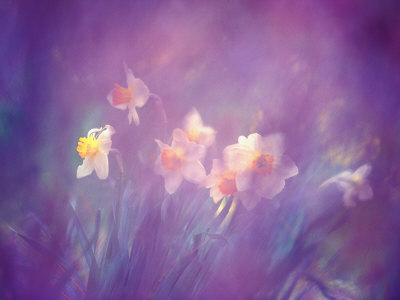Abstract of Daffodils, Shamper