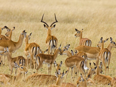 Buy Impalas Roaming the Fields, Maasai Mara, Kenya at AllPosters.com