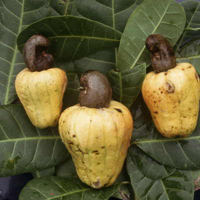 Cashew Nuts, Thailand