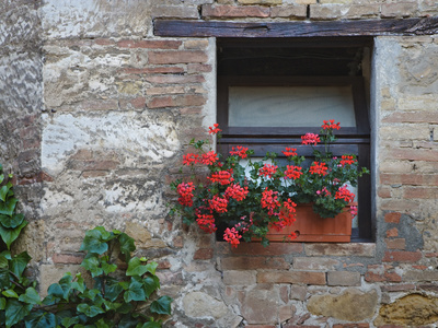 Flowers in a Window In a Tuscan Village, San Quirico d