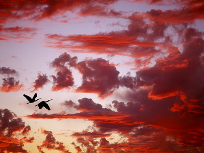 Silhouette of Roseate Spoonbills in Flight at Sunset, Tampa Bay, Florida, USA