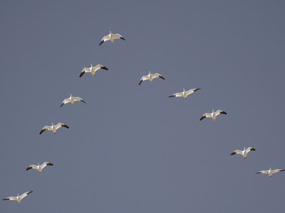 Snow Geese Flying in V-Formation