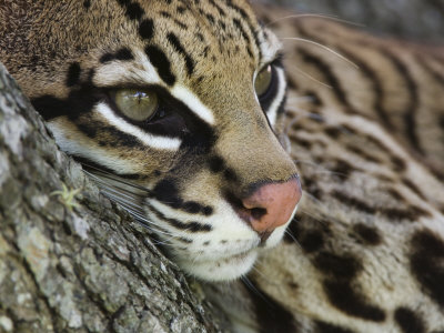 Ocelot Female Resting on Mesquite Tree, Welder Wildlife Refuge, Sinton, Texas, USA