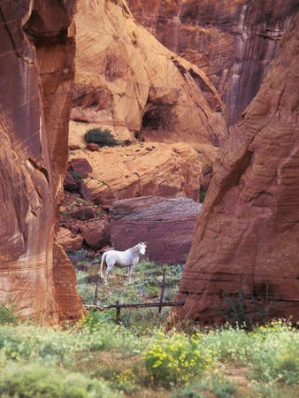 Red Rock, White Horse, White Mountains, Canyon De Chelly, Arizona, USA