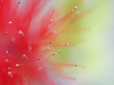 Abstract Detail of Baja Fairy Duster Shrub, Baja California, Mexico
