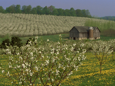 Old Barn Next to Blooming Cherry Orchard and Field of Dandelions, Leelanau County, Michigan, USA