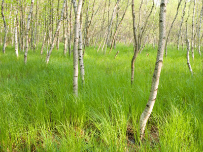 Paper Birch Trees on the Edge of Great Meadow, Near Sieur De Monts Spring, Acadia National Park