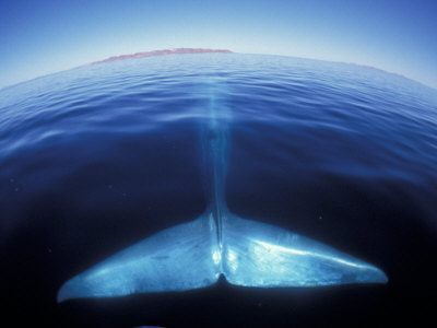 Blue Whale Tail, Baja, California, USA