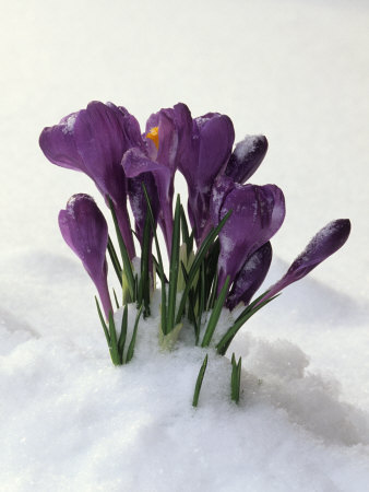 Crocus in the Snow