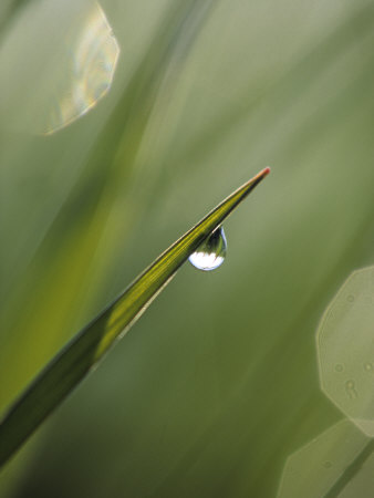 Blade of Grass with Dewdrop