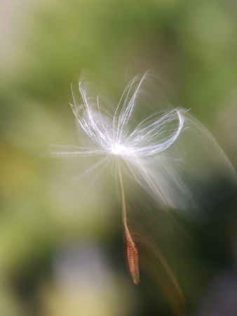 Close-up of Dandelion Seed Blowing in the Wind, San Diego, California, USA