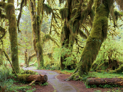 Hall of Mosses and Trail, Big Leaf Maple Trees and Oregon Selaginella Moss, Hoh Rain Forest