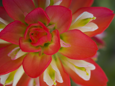Indian Paint Brush Near Gay Hill, Texas, USA