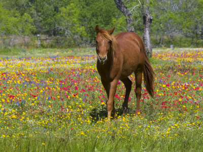 Quarter Horse in Wildflower Field Near Cuero, Texas, USA