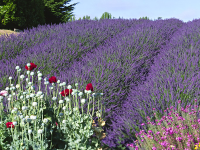 Lavender Field and Poppies, Sequim, Olympic National Park, Washington, USA