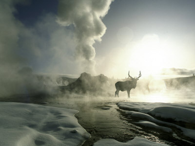 Sunrise Silhouette of Elk at Castle Geyser, Yellowstone National Park, Wyoming, USA