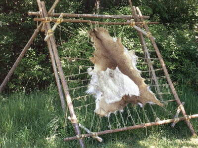 Deer Hide Stretched on Sapling Frame to Be Scraped and Tanned, Heritage Hill, Green Bay, Wisconsin