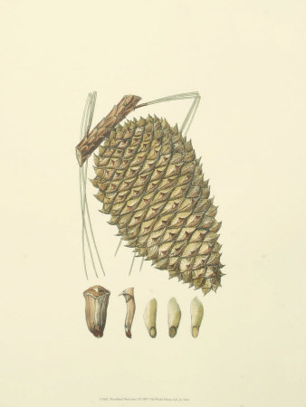Woodland Pinecones I