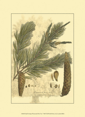 Antique Weymouth Pine Tree