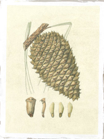 Crackled Woodland Pinecones I