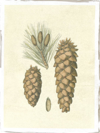 Crackled Woodland Pinecones II