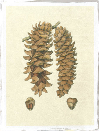 Crackled Woodland Pinecones III